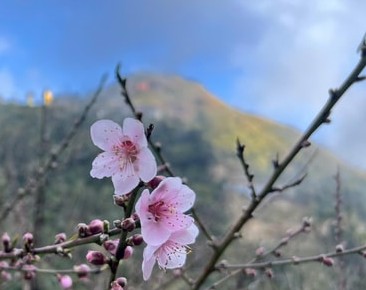 Rực rỡ sắc xuân Tây Bắc