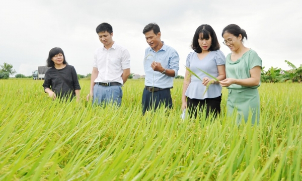 Công nghệ sinh học cải thiện chất lượng nguồn giống