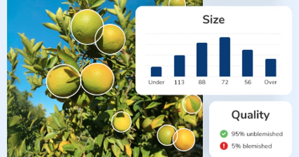 Công nghệ AI trên điện thoại giúp nông dân phân loại táo và nho