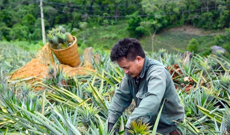 Mường Nhà hướng tới vùng sản xuất dứa quy mô lớn