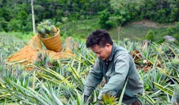 Mường Nhà hướng tới vùng sản xuất dứa quy mô lớn