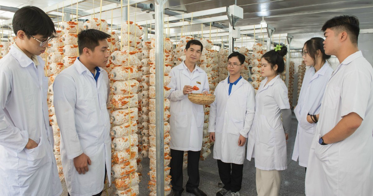 Thầy giáo miền Tây trồng nấm vân chi đỏ bằng quy trình cải tiến tích hợp IoT