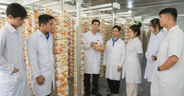 Thầy giáo miền Tây trồng nấm vân chi đỏ bằng quy trình cải tiến tích hợp IoT