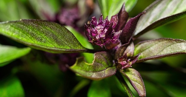 3 loại cây gia vị nên trồng trong năm Bính Ngọ