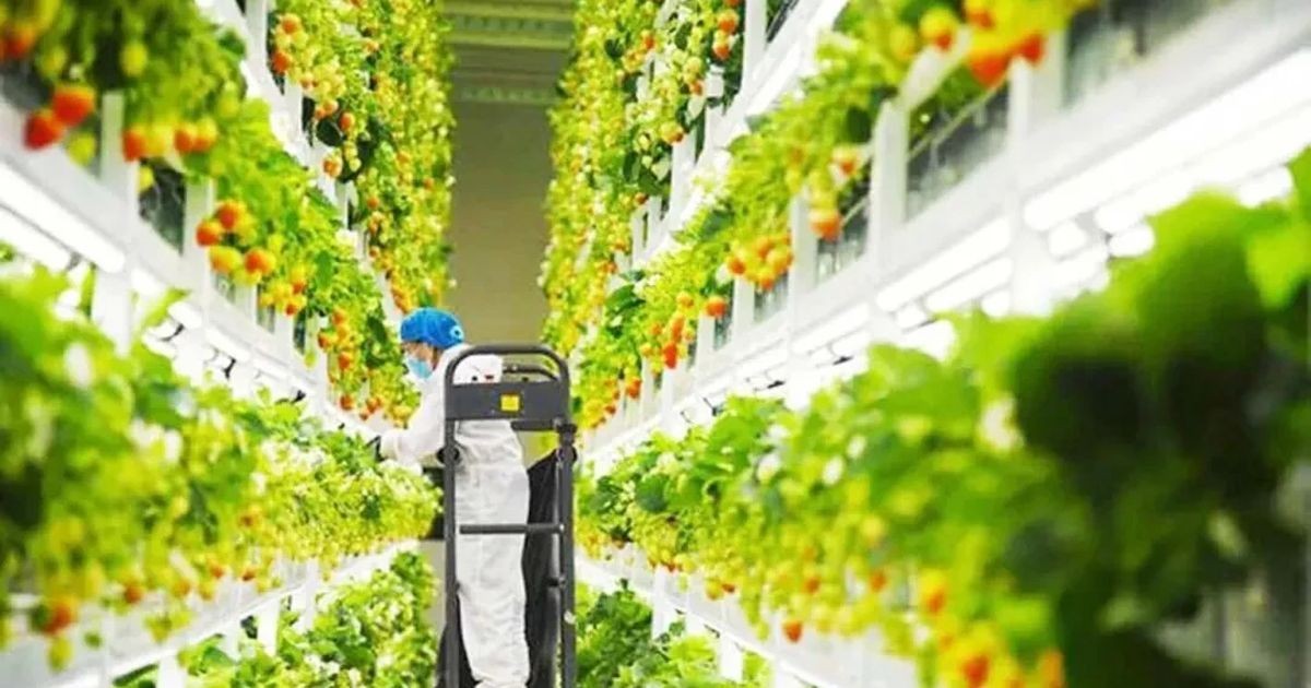 "Nhà máy thực vật" đang định hình lại nền nông nghiệp Trung Quốc