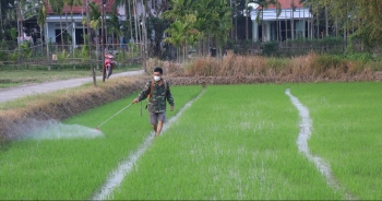 Chủ động thăm đồng, phòng trừ sinh vật gây hại cây trồng dịp Tết