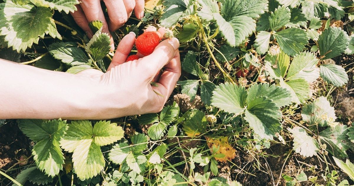 Giỏi kỹ thuật canh tác là chưa đủ, "bán trải nghiệm" mới là chìa khóa