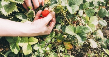 Giỏi kỹ thuật canh tác là chưa đủ, "bán trải nghiệm" mới là chìa khóa