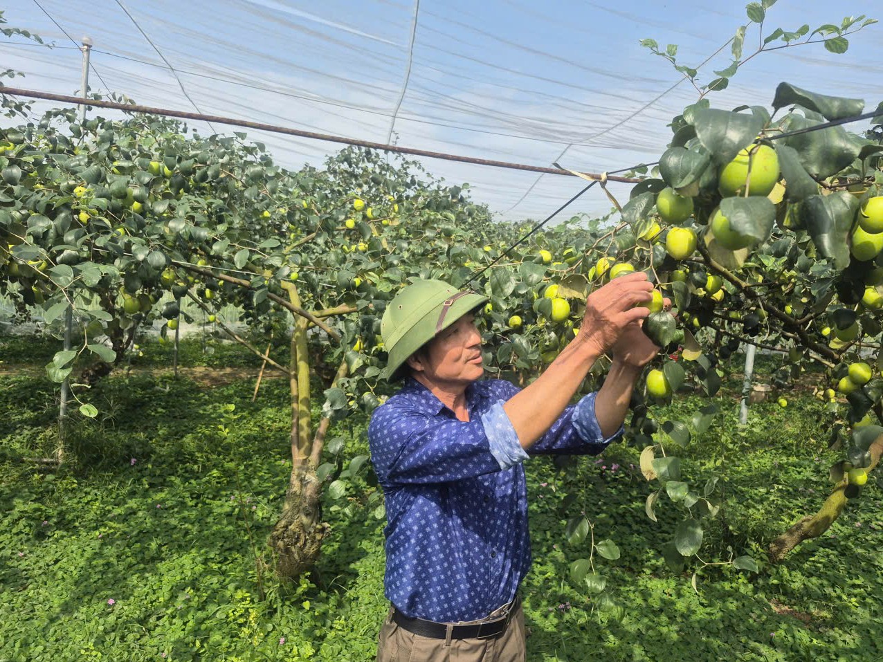 Trồng táo Đại Mật 06 trong nhà lưới thích ứng biến đổi khí hậu