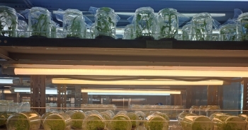 Nuôi cấy mô nâng tầm giống hoa kiểng Vĩnh Long