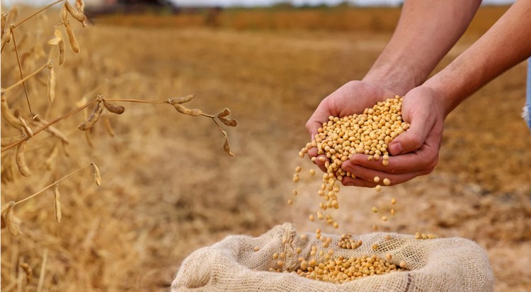 Mỹ lên kế hoạch mở rộng diện tích trồng đậu tương