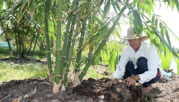 Hiệu quả bước đầu từ mô hình trồng tre tứ quý lấy măng