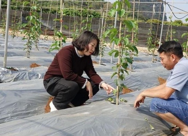 Sơn La: Chủ động triển khai nhiều biện pháp tích cực bảo vệ cây trồng