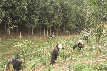 Từ cây cứu đói đến nguyên liệu công nghiệp thực phẩm