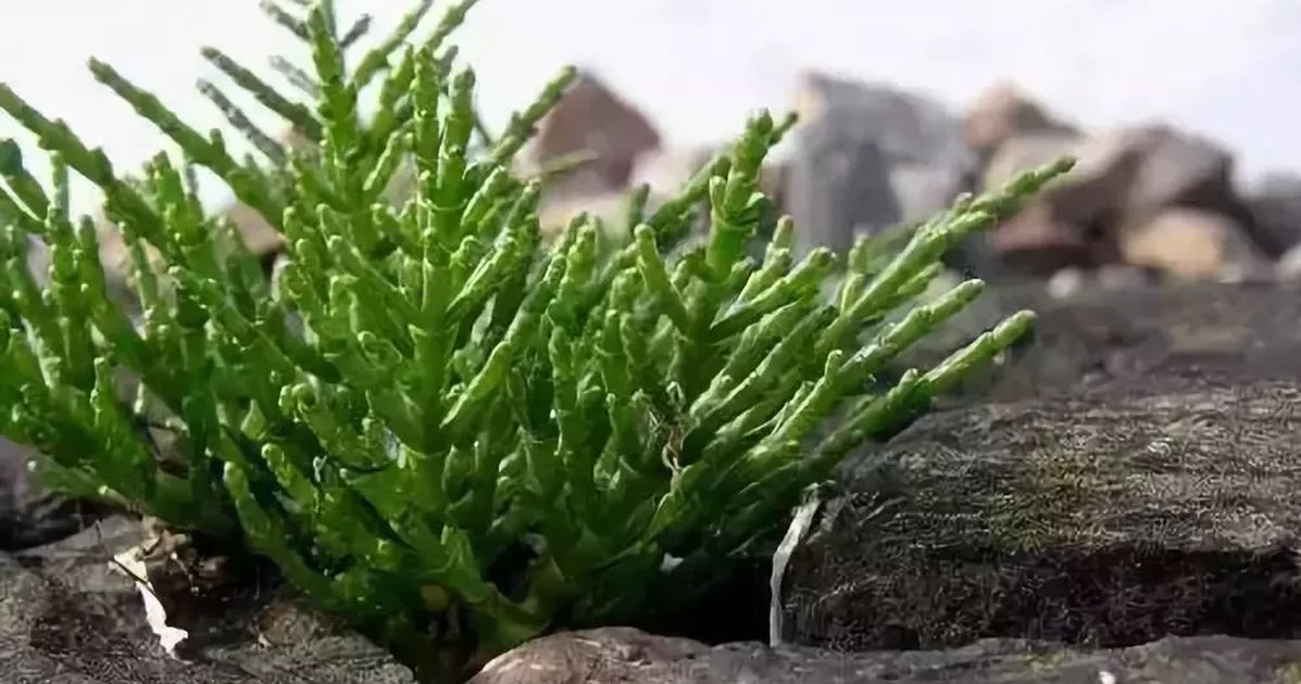 Măng tây biển: Khơi tiềm năng kinh tế trên những "vùng đất chết" nhiễm mặn