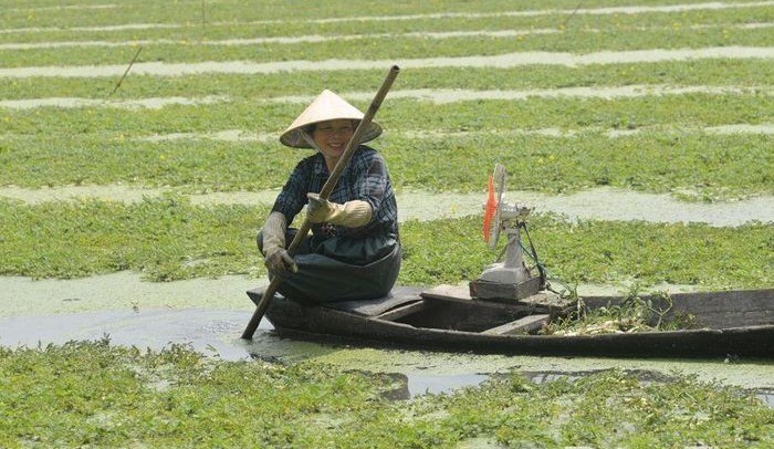 Hiệu quả từ mô hình trồng rau nhút