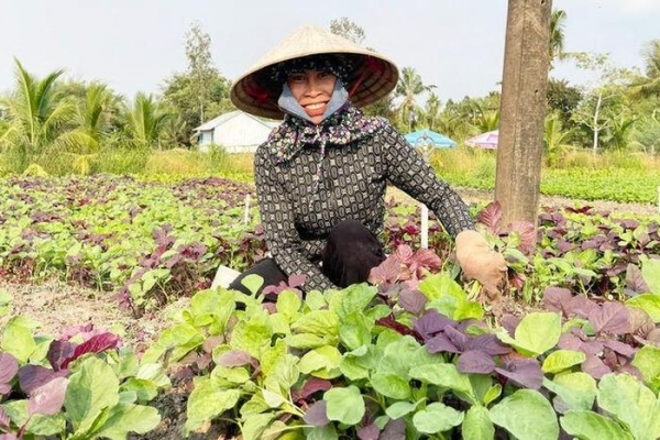 Vùng rau xanh đánh thức tiềm năng đất trũng