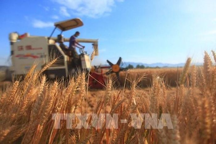 Nhật Bản thay đổi chính sách lúa gạo theo hướng sản xuất dựa trên nhu cầu