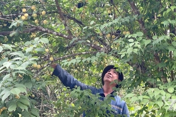 Cây mơ vàng hồi sinh trên đất khó