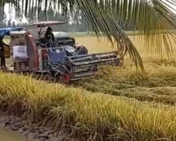 Quản lý dinh dưỡng chính xác giúp lúa ĐBSCL rẻ và sạch hơn