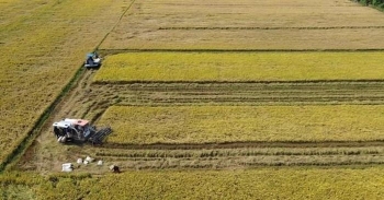 Đồng Tháp hồi sinh đồng ruộng bằng lúa giảm phát thải