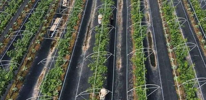 Nông nghiệp Hà Nội tăng tốc, hướng mục tiêu tăng trưởng 3,6%