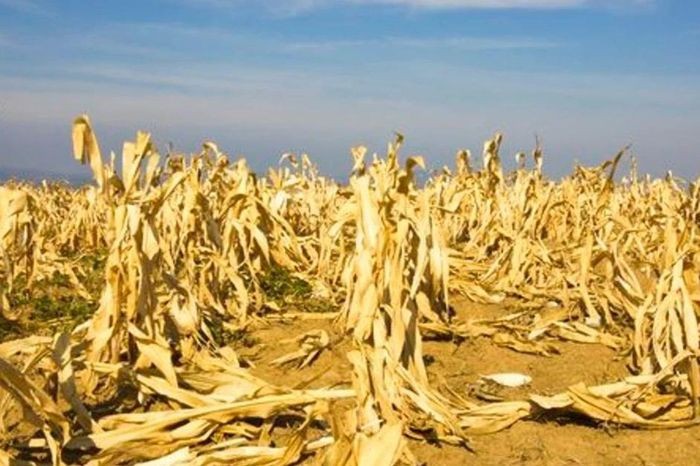 Nắng nóng cực đoan đe dọa hệ thống nông lương toàn cầu