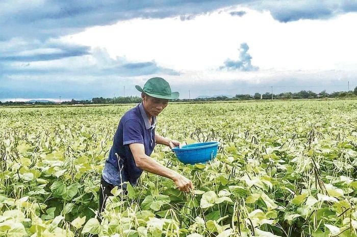 Khuyến nông chuyển hướng xanh: Nâng hiệu quả sản xuất, tăng thu nhập cho nông dân