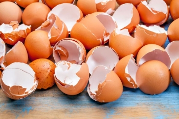 Tận dụng phụ phẩm trứng để nâng hiệu quả nuôi tôm thẻ chân trắng