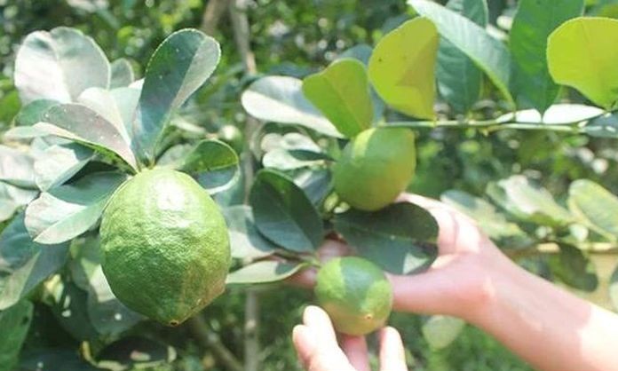 Ghép chanh vàng Mỹ lên gốc bưởi, mô hình mới cho hiệu quả kinh tế cao