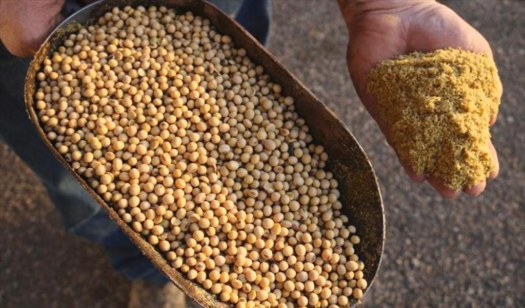 Nhật Bản tăng cường nguồn cung thức ăn chăn nuôi bằng các giống GMO thế hệ mới