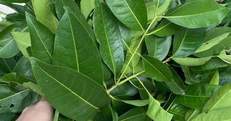 Hai loại lá quen thuộc giúp thanh nhiệt, hỗ trợ ổn định đường huyết và mỡ máu