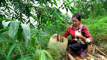 Lào Cai phát huy lợi thế tre măng Bát độ gắn với chế biến và xuất khẩu