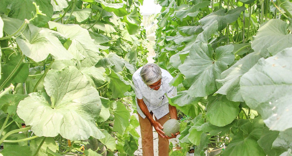 Đẩy mạnh sản xuất hữu cơ, ứng dụng công nghệ cao trên hơn 85.600 ha đất nông nghiệp