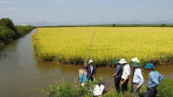Nuôi tôm càng xanh "vượt lũ" thích ứng với biến đổi khí hậu