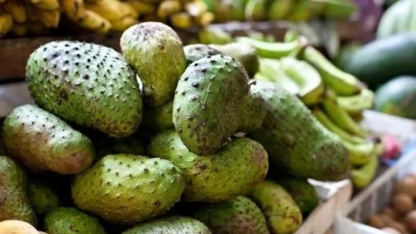 Mãng cầu gai miền Tây tăng giá trị nhờ chế biến sâu