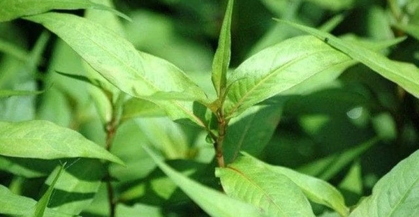 Màng nhựa sinh học kháng khuẩn từ rau răm