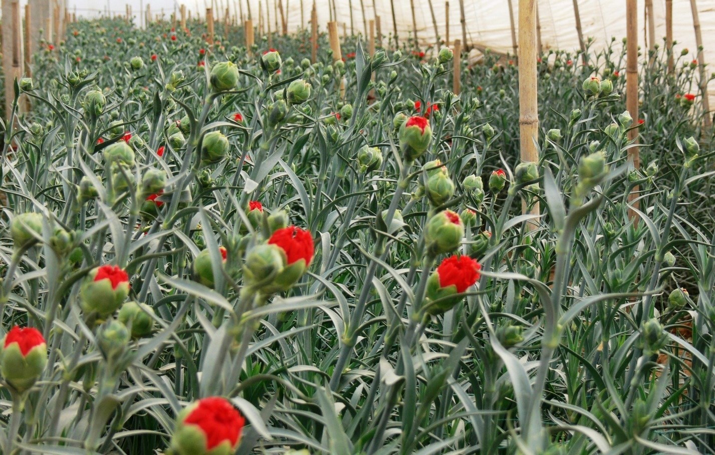 Quy trình nhân giống hoa cẩm chướng bằng phương pháp giâm cành