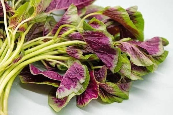 Loại rau quen thuộc nhưng giàu canxi hơn cả sữa