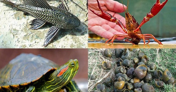 Tiêu chí xác định nguy cơ xâm hại của loài ngoại lai