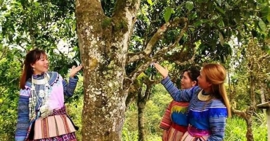 Bắc Hà - điểm sáng nông nghiệp hữu cơ