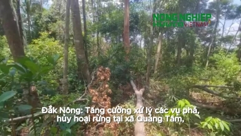 Đắk Nông: Tăng cường xử lý các vụ phá rừng