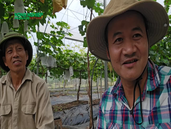 Thưởng thức nho sạch trên cao nguyên Mộc Châu