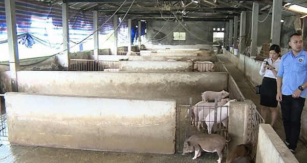 Cao Bằng quyết liệt khống chế dịch tả lợn châu Phi