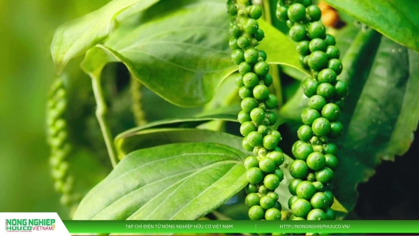 Bản tin nông sản 12/8: Giá cà phê lập đỉnh mới, hồ tiêu giữ vững mốc cao