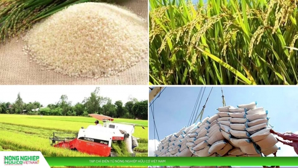 Thị trường nông sản ngày 13/8: Cà phê tăng mạnh, lúa gạo ổn định, tiêu giữ giá cao