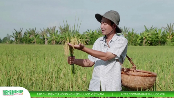 Thị trường nông sản ngày 14/8: Lúa gạo ít biến động, cà phê tiếp tục tăng, hồ tiêu giữ giá cao