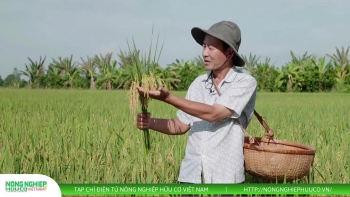 Thị trường nông sản ngày 14/8: Lúa gạo ít biến động, cà phê tiếp tục tăng, hồ tiêu giữ giá cao