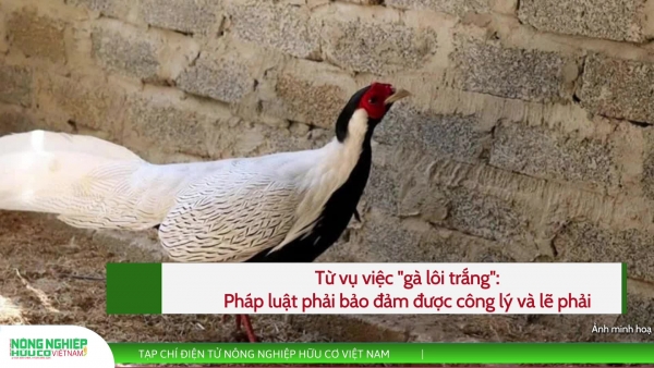 Từ vụ việc "gà lôi trắng": Pháp luật phải bảo đảm được công lý và lẽ phải