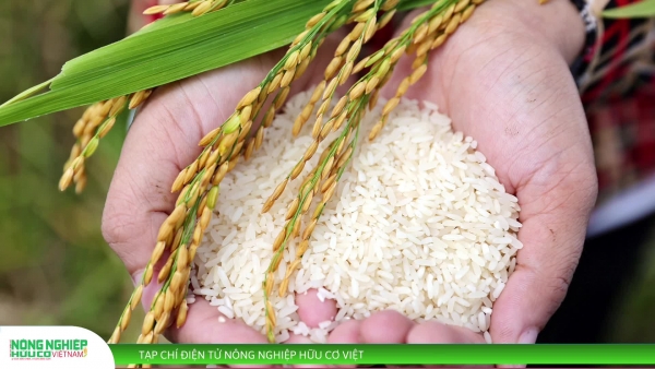 Thị trường nông sản ngày 15/8: Cà phê tăng mạnh, lúa gạo và hồ tiêu giữ giá